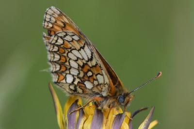 <i>Melitaea parthenoides</i>