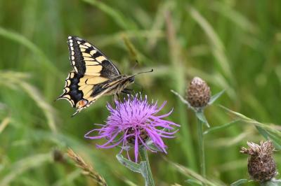 <i>Papilio machaon</i>