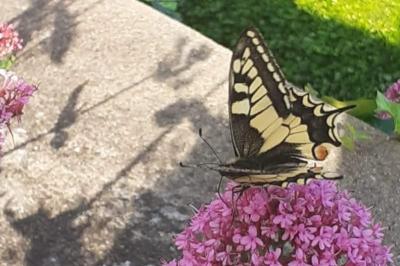 <i>Papilio machaon</i>
