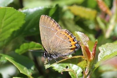 <i>Satyrium pruni</i>