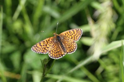 <i>Melitaea cinxia</i>