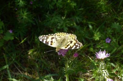 <i>Vanessa cardui</i>