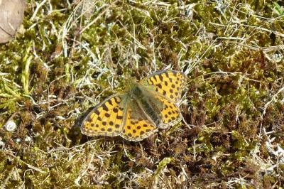<i>Issoria lathonia</i>