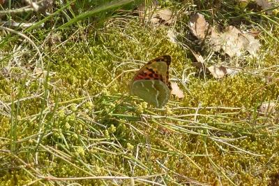 <i>Argynnis pandora</i>