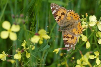 <i>Vanessa cardui</i>
