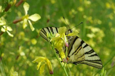 <i>Iphiclides podalirius</i>
