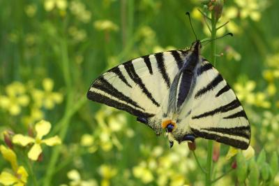 <i>Iphiclides podalirius</i>