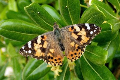 <i>Vanessa cardui</i>