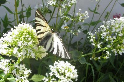 <i>Iphiclides podalirius</i>