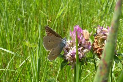 <i>Cyaniris semiargus</i>