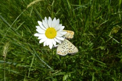 <i>Lycaena tityrus</i>