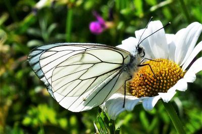 <i>Aporia crataegi</i>