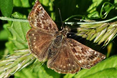 <i>Erynnis tages</i>
