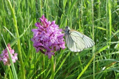 <i>Aporia crataegi</i>