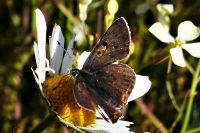 <i>Lycaena tityrus</i>