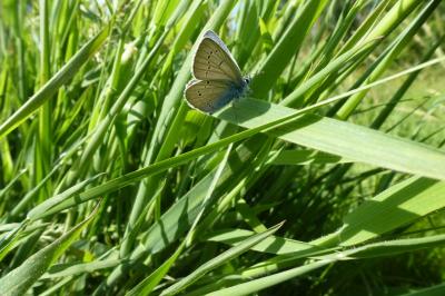 <i>Cyaniris semiargus</i>