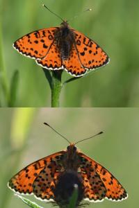 <i>Melitaea didyma</i>