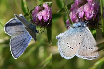 <i>Cyaniris semiargus</i>
