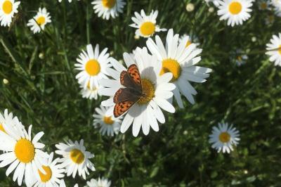 <i>Lycaena tityrus</i>