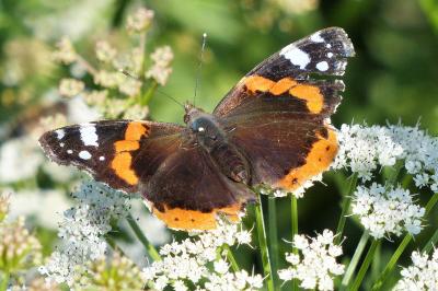 <i>Vanessa atalanta</i>