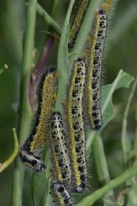 <i>Pieris brassicae</i>
