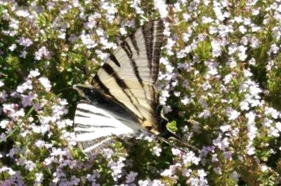 <i>Iphiclides podalirius</i>