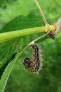 <i>Nymphalis polychloros</i>