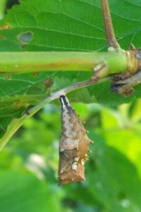 <i>Nymphalis polychloros</i>