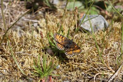 <i>Melitaea parthenoides</i>