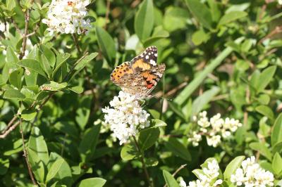 Vanessa cardui
