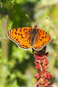 <i>Melitaea didyma</i>
