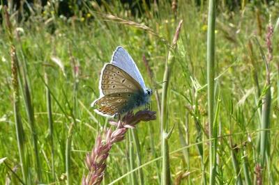 <i>Polyommatus icarus</i>