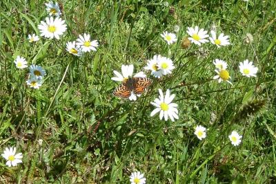 <i>Melitaea didyma</i>