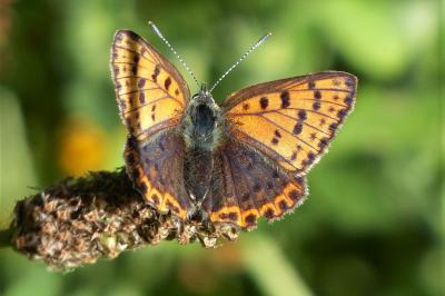<i>Lycaena tityrus</i>