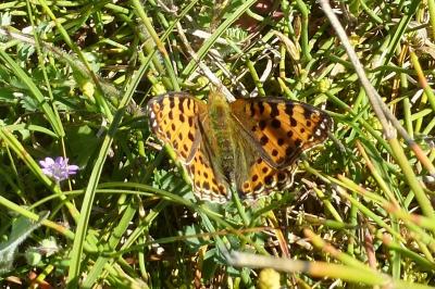 <i>Issoria lathonia</i>