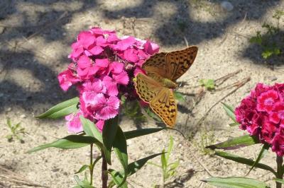 <i>Argynnis pandora</i>