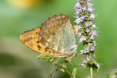 <i>Argynnis paphia</i>