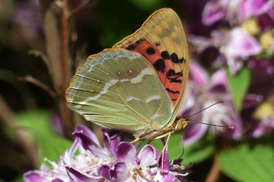<i>Argynnis pandora</i>