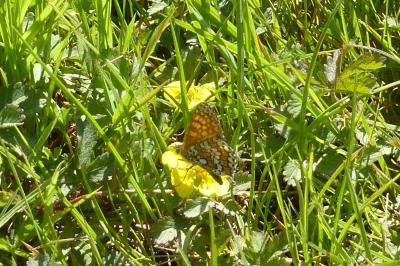 <i>Melitaea cinxia</i>