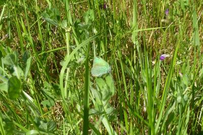 <i>Callophrys rubi</i>