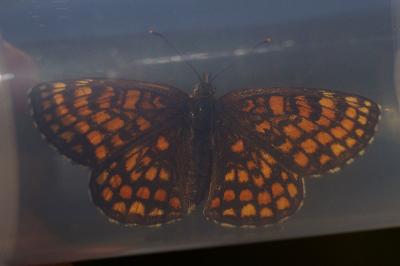 <i>Melitaea athalia</i>