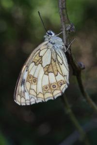 <i>Melanargia galathea</i>