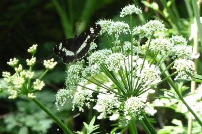 <i>Limenitis camilla</i>