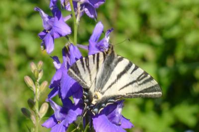 <i>Iphiclides podalirius</i>