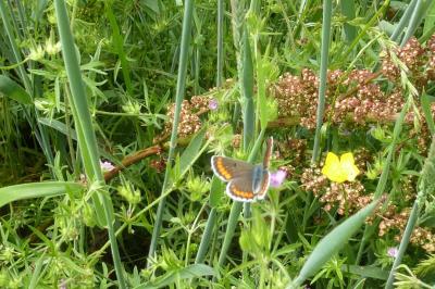 <i>Aricia agestis</i>