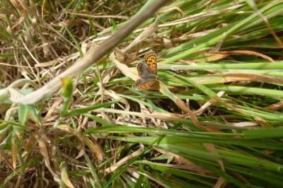 <i>Lycaena tityrus</i>