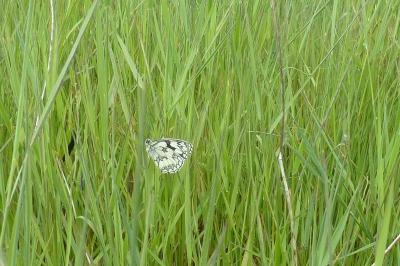 <i>Melanargia galathea</i>