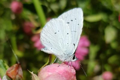 <i>Celastrina argiolus</i>