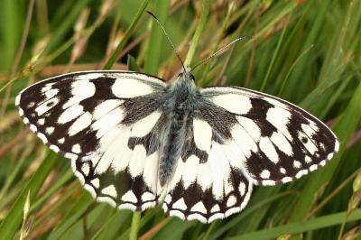 <i>Melanargia galathea</i>