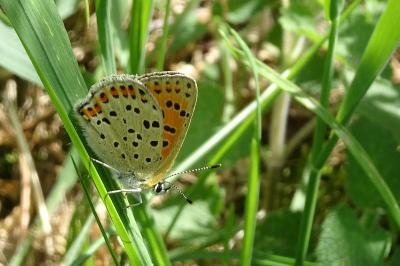 <i>Lycaena tityrus</i>